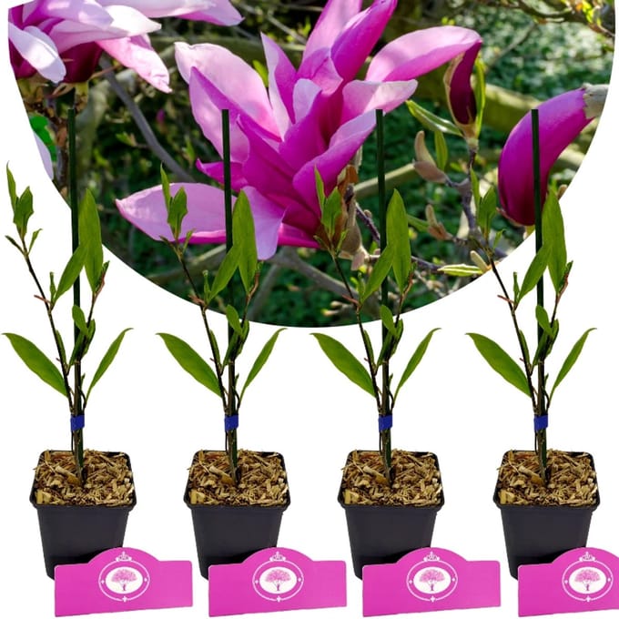 Set Van 4 Magnolia - Magnolia 'Betty' – Hoogte 35cm – 9cm pot