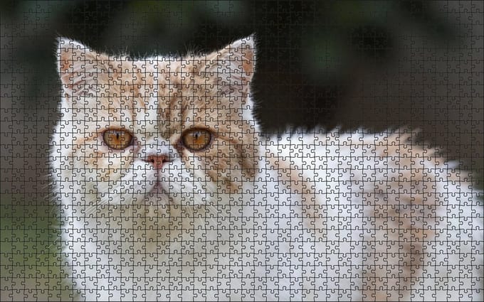 Puzzel Persische Kat | 1000 stukjes | Dierenpuzzel | Kattenpuzzel