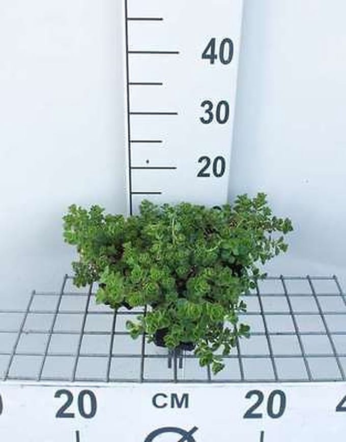 6x Sedum spur. 'Album Superbum'