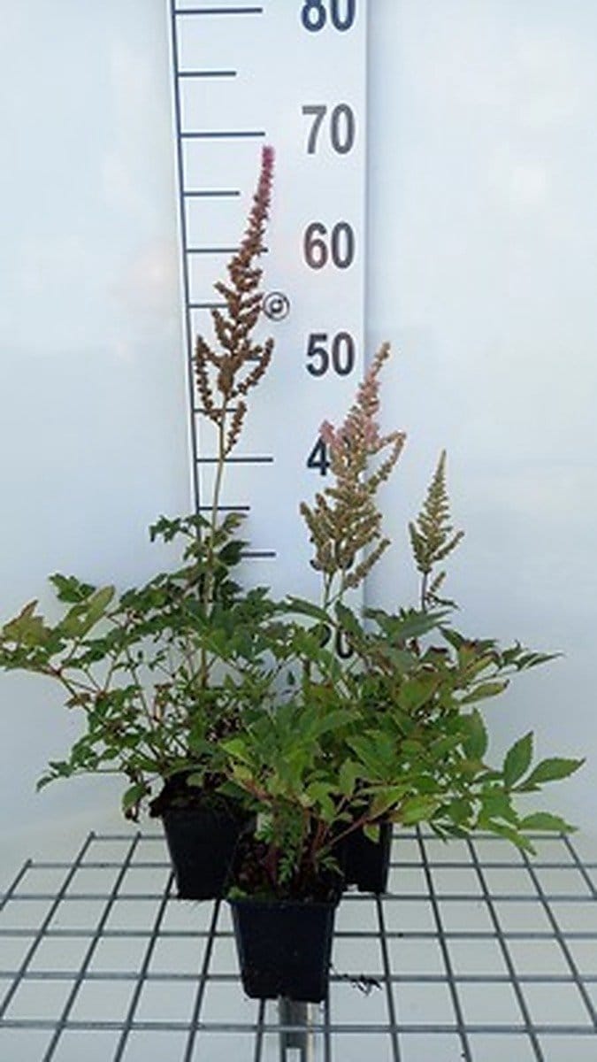 6x Prachtspirea - Astilbe (a) 'Erika' | 9x9 cm pot