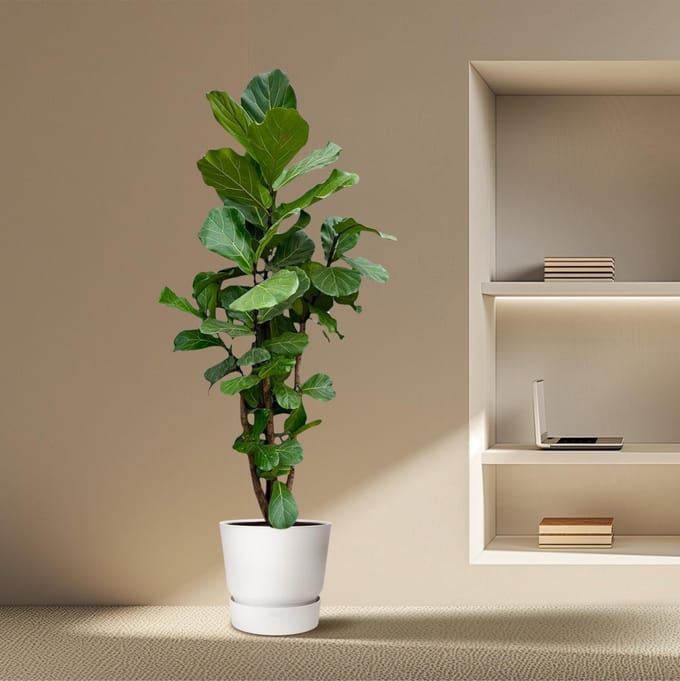 Ficus Lyrata vertakt XXL - 220cm - ø40