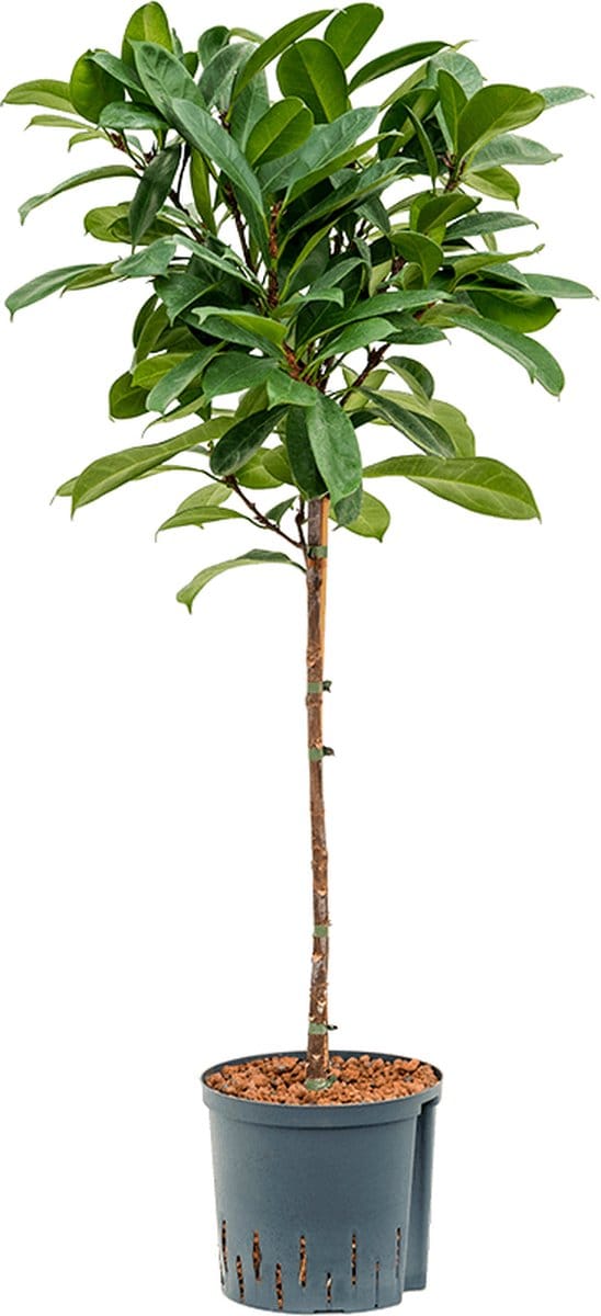Hydroplant Ficus Cyathistipula