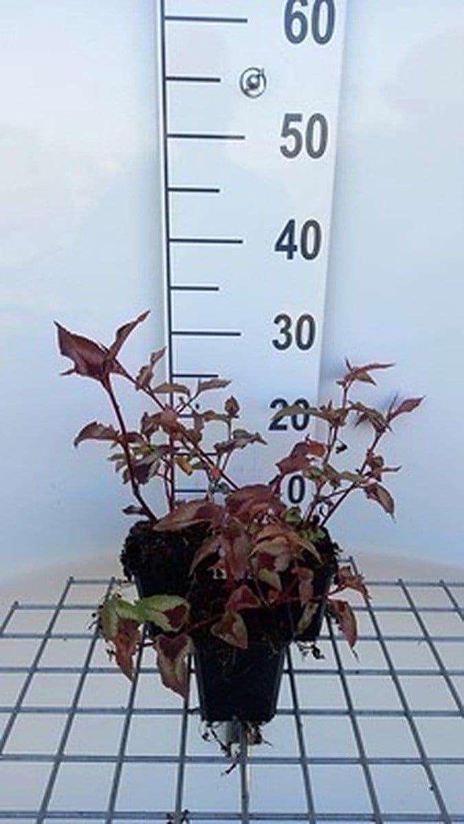 6x Duizenknoop - Persicaria micr. 'Red Dragon' | 9x9 cm pot