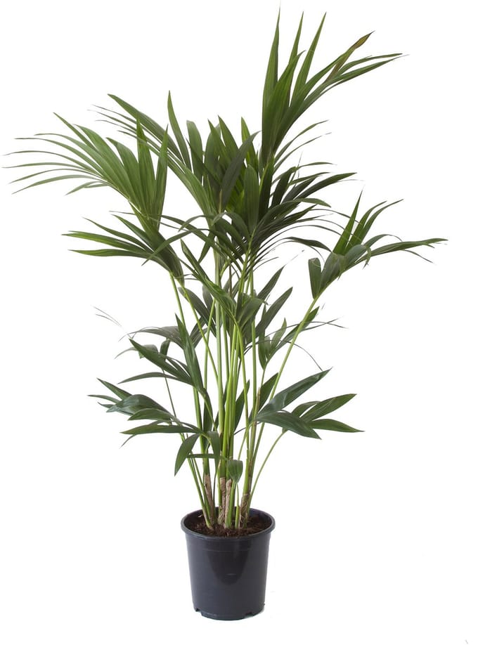 Kentia Palm - Hoogte 110cm - Pot 21cm