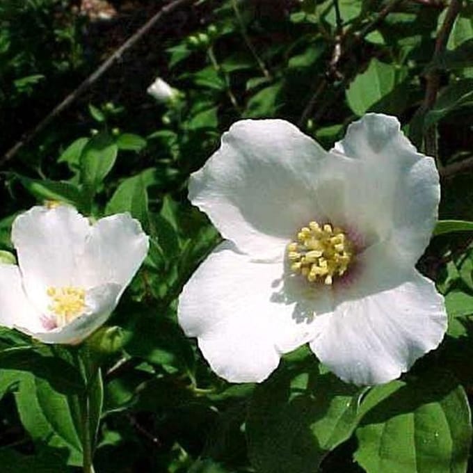 Philadelphus 'Belle Etoile' - Boerenjasmijn 50-60 cm in pot