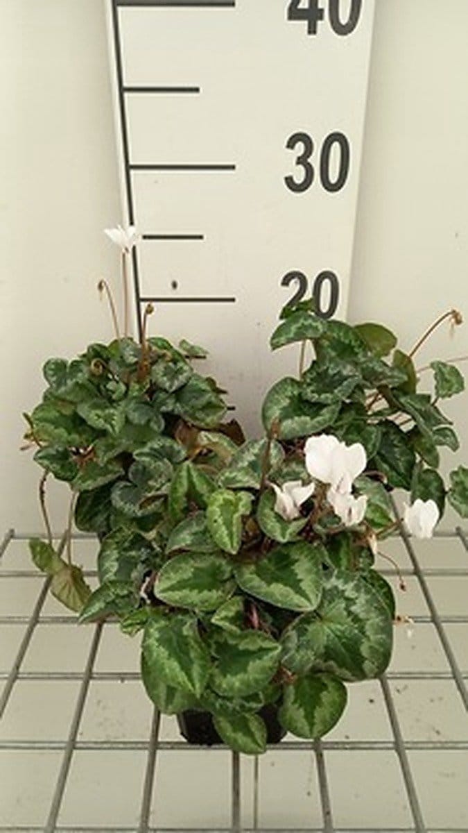 6x Alpenviooltje - Cyclamen hed. 'White Pearls' | 9x9 cm pot