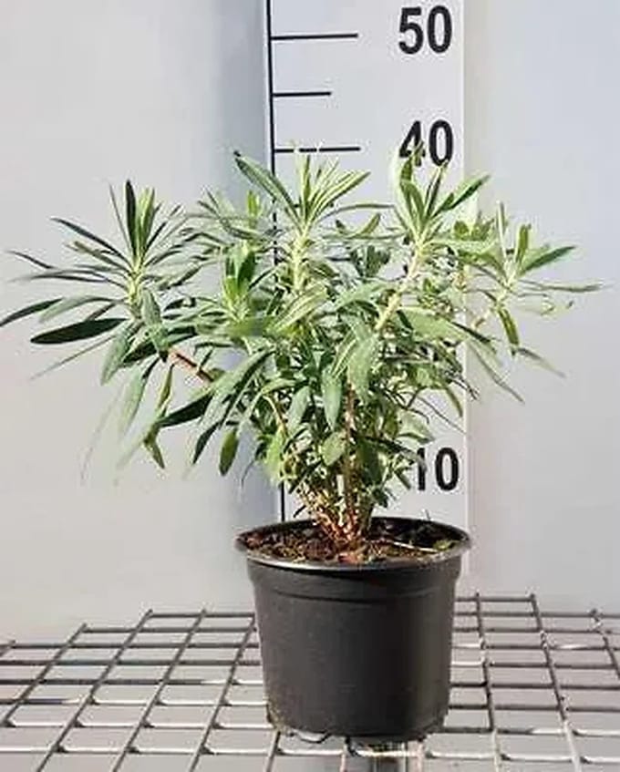 6x Wolfsmelk - Euphorbia char. Wulfenii' | 9x9 cm pot