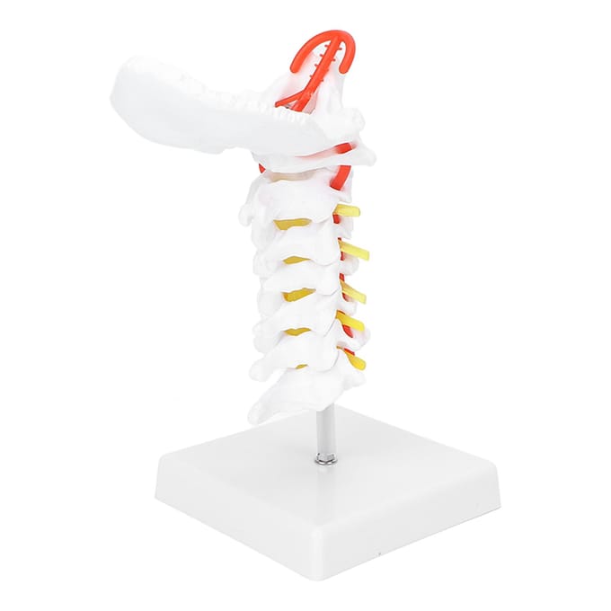 Modèle de Vertèbre Cervicale Artère Colonne Vertébrale Nerfs Spinaux Modèle Anatomique pour Étude en Salle de Classe de Sciences white