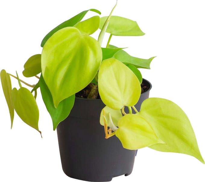 PLNTS - Philodendron Micans Lime - Kamerplant - Kweekpot 12 cm - Hoogte 20 cm