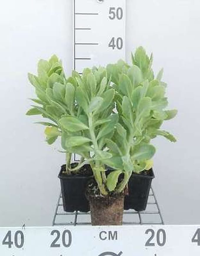 6x Sedum spect. 'Stardust'