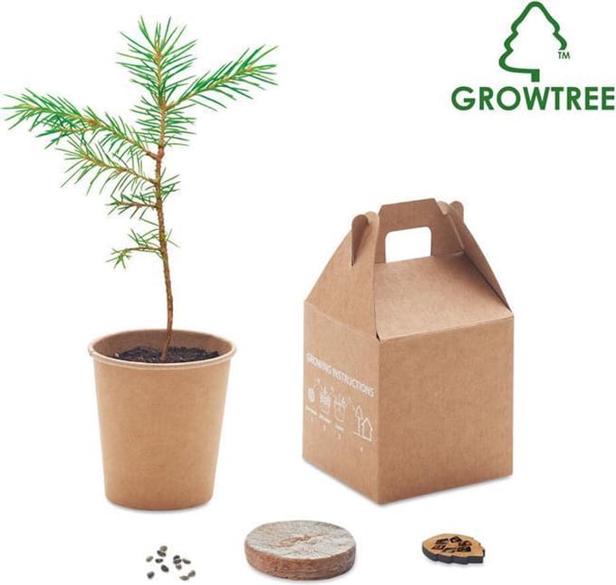 Groeiboom | kweekset | pijnboompitten in potje