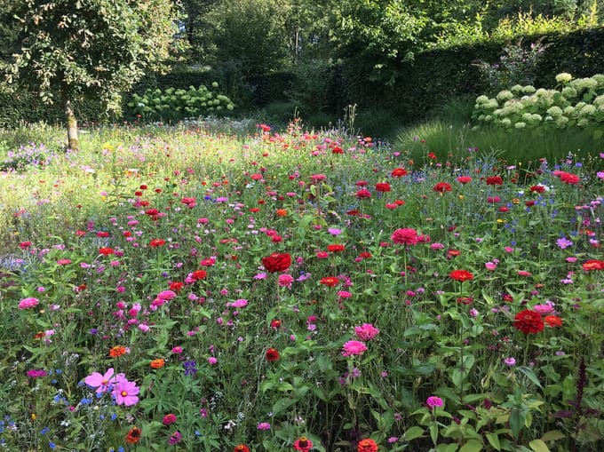 Veldbloemen Rode en Roze tinten 100 gram