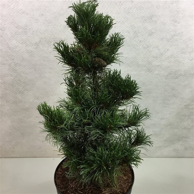 Pinus parviflora 'Bergman' - Japanse witte den | 40-50 cm pot