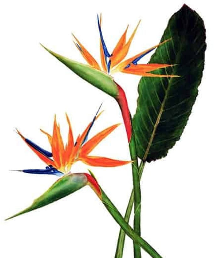 Strelitzia´s (6 stelen)