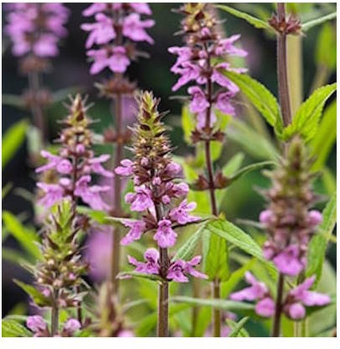 Moerings Stachys Palustris | Moerasandoorn | In 9CM pot