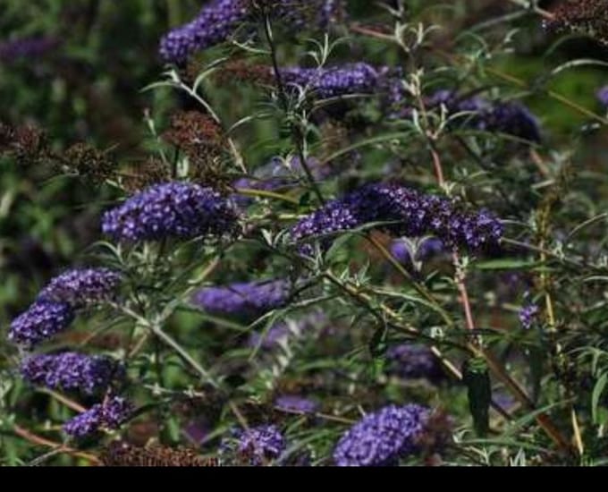 2 x Buddleja dav. 'Nanho Blue' - Vlinderstruik 40- 60 cm in pot