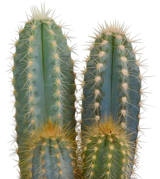 Cactus mix 8.5 cm in witte pot | 3 stuks