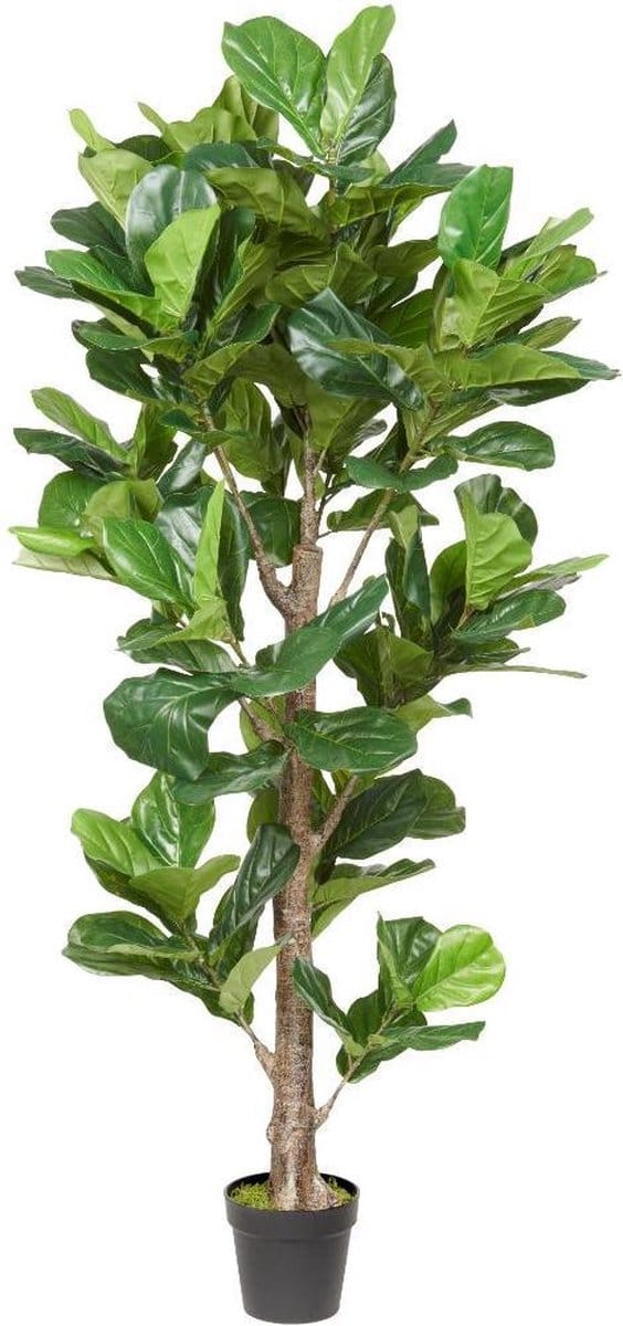Kunstplant Ficus Lyrata H190cm - HTT Decorations kunstplanten