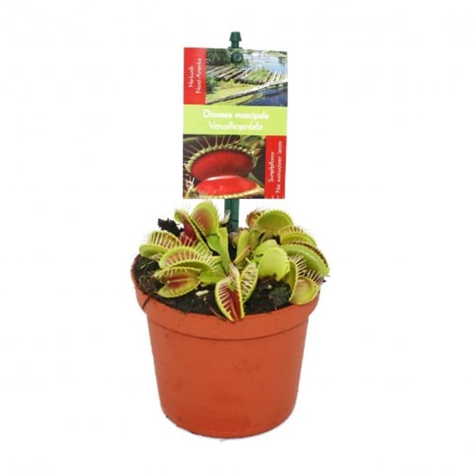 Vliegenval plant - Dionaea muscipula - 12 cm pot