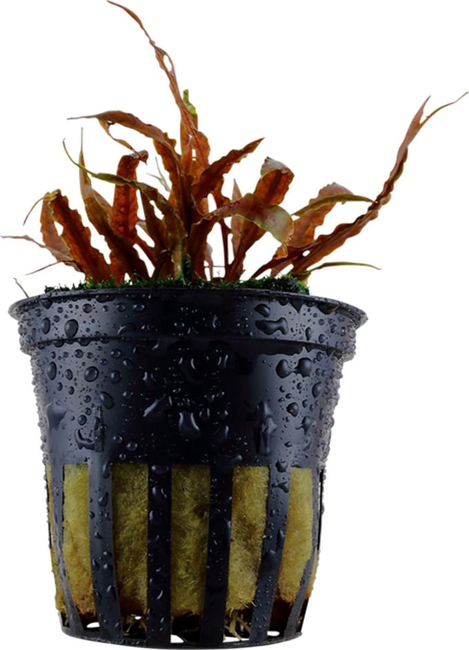Aquaflora Cryptocoryne Albida | in 5 cm pot