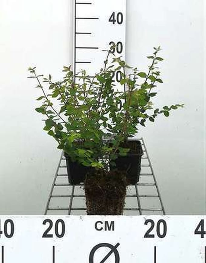 12x Sneeuwbes - Symphoricarpos chen. 'Hancock' | 9x9 cm pot
