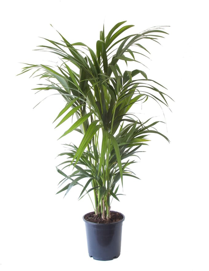 Kentia Palm - Hoogte 125cm - Pot 24cm
