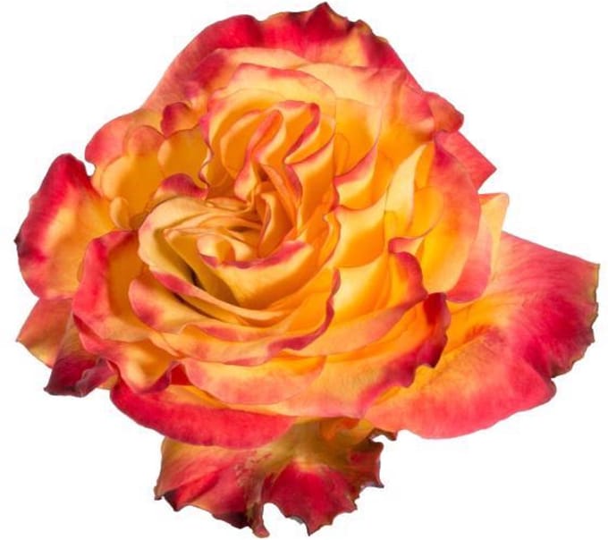 25x Rosa newsflash 50cm