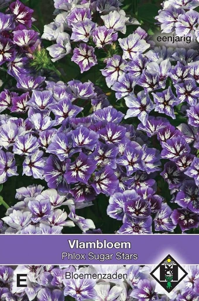 Van Hemert & Co - Vlambloem Sugar Stars (Phlox drummondii)