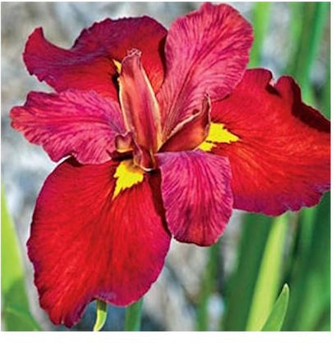 Moerings Iris Ann Chowing | Rode Water Lis | In 9CM pot