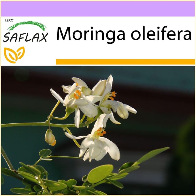 SAFLAX - Raifort - 10 graines - Moringa oleifera