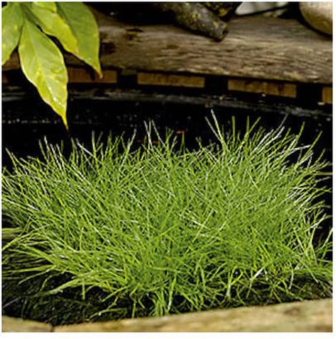 Moerings Scirpus Isolepsis | Naaldgras | In 18CM Mand