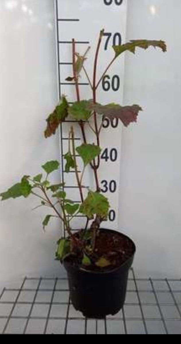 2 x Hydrangea quercifolia - Eikenblad Hortensia 60- 80 cm in pot