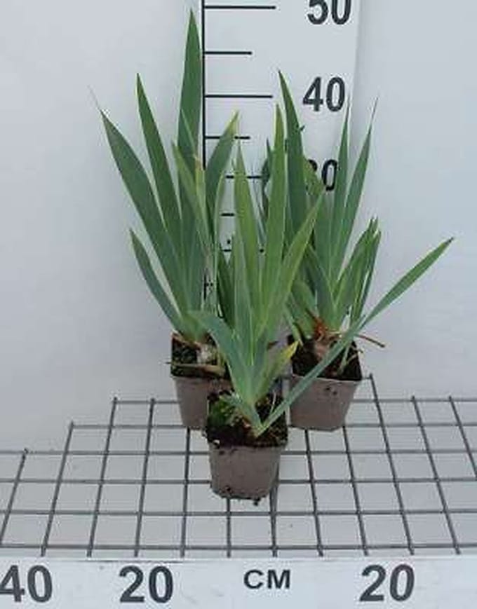 6x Baardiris - Iris (germ.) 'Senlac' | 9x9 cm pot