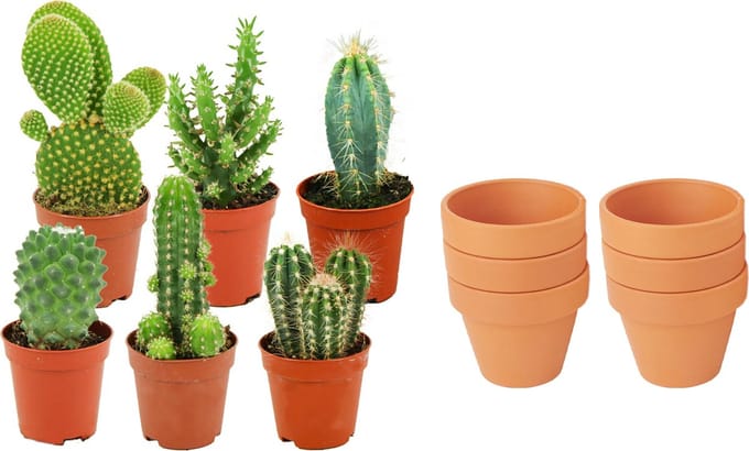 ZynesFlora - Mini Cactus Mix - 6 Stuks - Ø 8,1 cm Terracotta Bloempotten - 5-10 cm