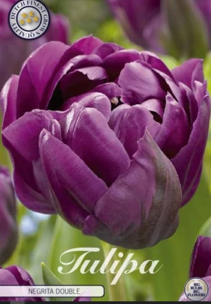 Negrita Double Dubbel Laat Tulpenbollen 10 stuks Bolmaat 12+