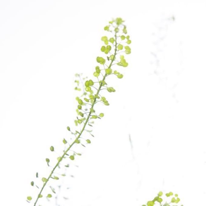 25x Lepid.green bell 80cm