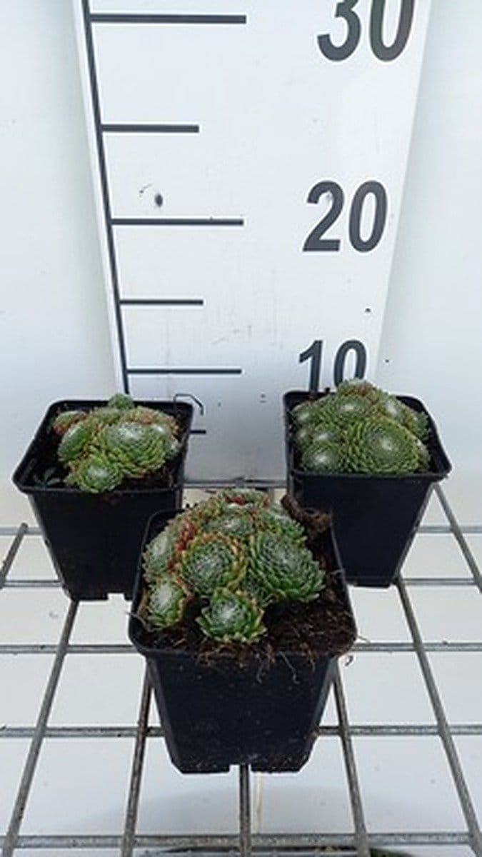 6x Huislook - Sempervivum hybr. 'Jubilee' | 9x9 cm pot