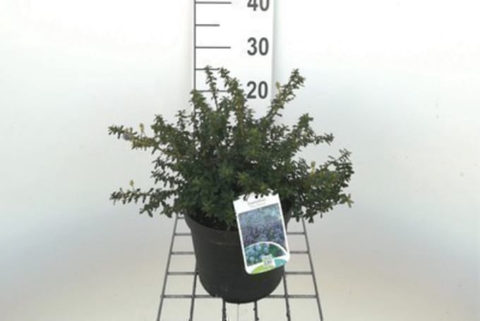Ceanothus hybr. 'Concha' - Amerikaanse Sering , Sikkelbloem 25- 30 cm in pot