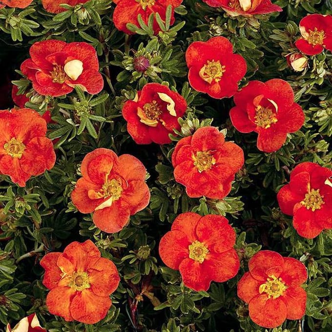 Potentilla Fruticosa 'Red Ace' - Struikganzerik 20-25 cm pot