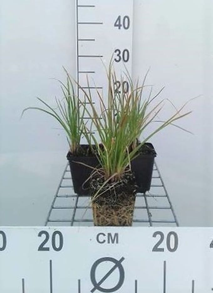 6x Vuurpijl - Kniphofia hybr. 'Little Maid' | 9x9 cm pot