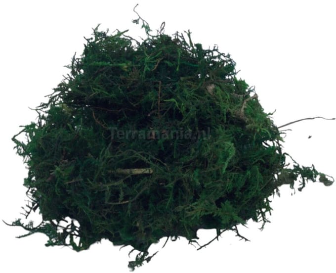 Green Sphagnum Moss 5L