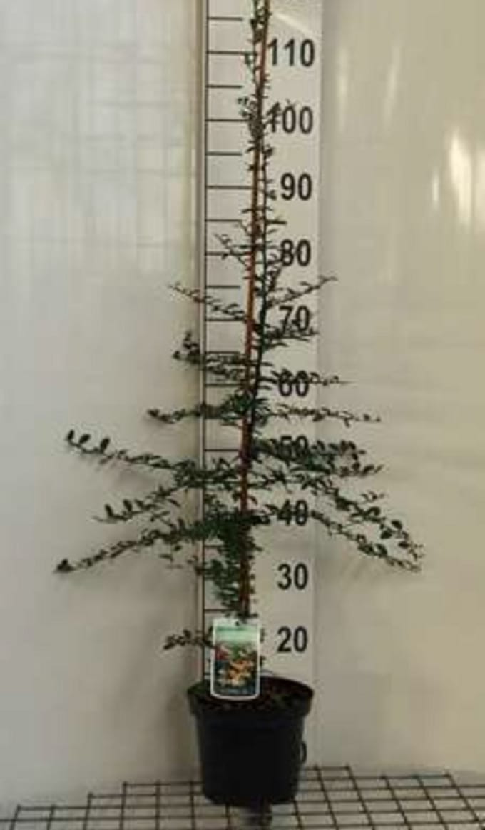 Pyracantha hybr. 'Soleil d'or' - Vuurdoorn 60-80 cm | pot