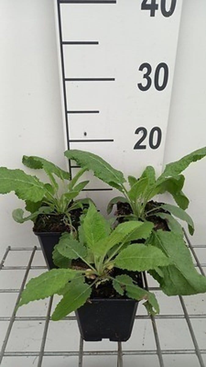 6x Veldsalie - Salvia prat. 'Sky Dance' | 9x9 cm pot