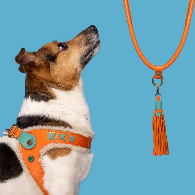 Jottum Orange Hondentuigje Maat 4 (36-41 cm)