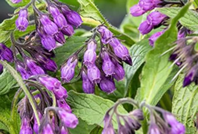 6 x Symphytum officinale - Smeerwortel, Dolle Hondsbeien | 9×9 cm pot