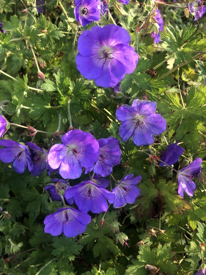 6 x Geranium 'Rozanne' - Ooievaarsbek pot 9x9cm