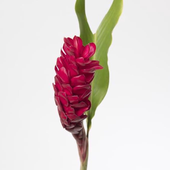 10x Alpinia red plus 80cm