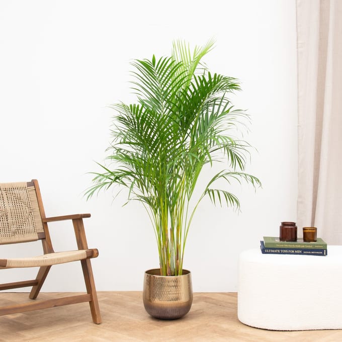 Areca palm - 160cm - ⌀24