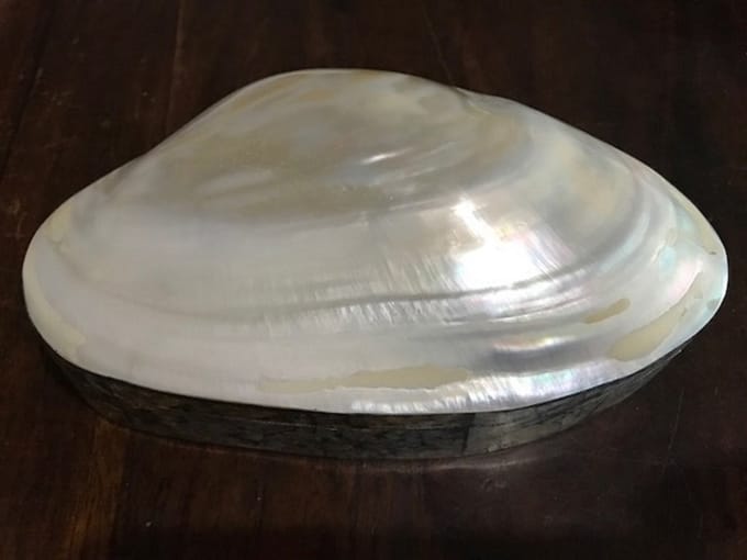 Schelpendoos parelmoer 18 cm