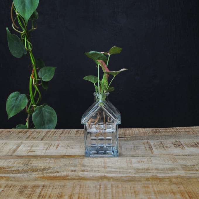 INTENZ® | OSLO | Glazen huisvaasje met syngonium Neon op water